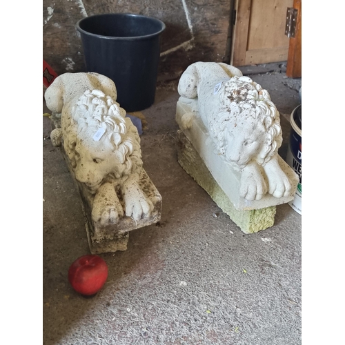 706 - Star Lot : A super  pair of very heavy stone garden lion figures held on rectangular pedestals.