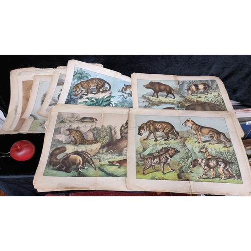 250 - Sixteen vintage colourful prints with many examples from books. Depicting a variety of animal specie... 