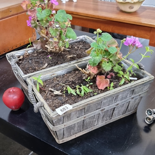 683 - A pair of pink Pelargonium plants held in wooden box planters with rope handles.