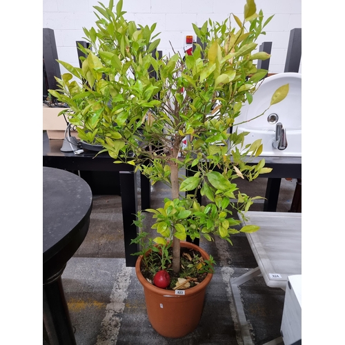 823 - A tall Bay laurel tree plant in a high quality terracotta toned planter.