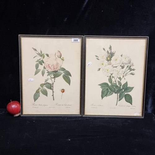 88 - Two framed vintage prints showing botanical studies of roses titled 