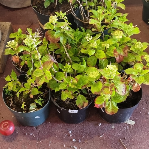 767 - Nine Hydrangea plants in nursery planters, ready for the garden.