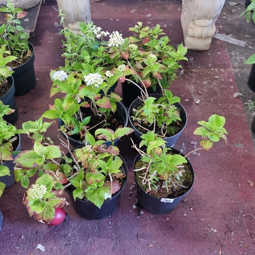 768 - Six plants in nursery planters including five Hydrangeas and a bridal wreath plant.