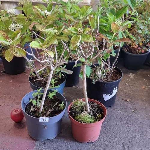 769 - Five Hydrangea plants in plant nursery planters, ready for the garden.