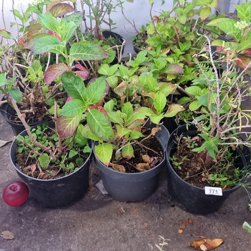 771 - Eleven plants including one Japanese Azalea and ten Hydrangeas, all in nursery planters ready for th... 