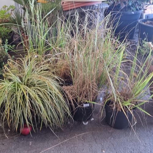 772 - Six nursery planters filled with Carex Comans grasses ready for the garden.