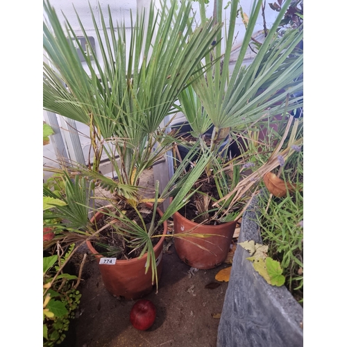 774 - A pair of mature European fan palms held in high quality planters. H80cm