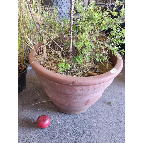 775 - A lovely large heavy terracotta planter with a mistletoe bush inside with lovely white flowers.