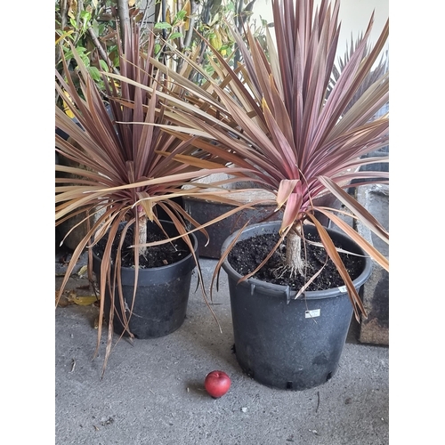 777 - Two good sized New Zealand Cabbage plants with bright red leaves, both held in black planters.