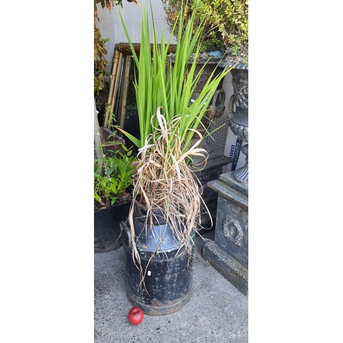 781 - A very large gladiola iris pant in a heavy black cast metal churn planter.