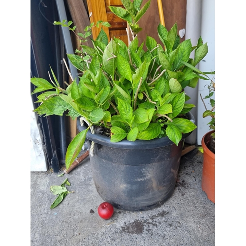 782 - A large black planter filled with a Hydrangea plant, perfect for the garden.