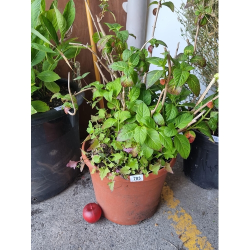 783 - A Hydrangea plant in planter, ready for the garden.