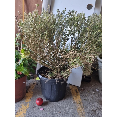 784 - A very large box plant bush in a large black planter.