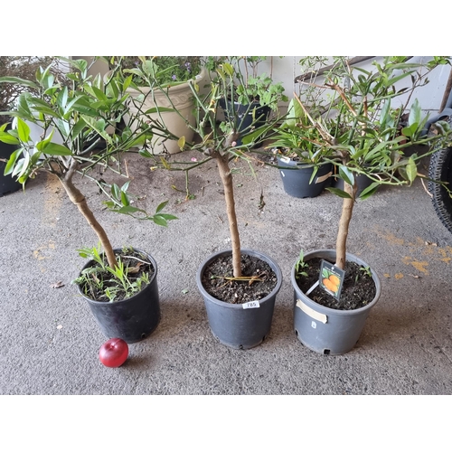 785 - Three fabulous Citrus Red Lime orange trees in nursery planters. A fabulous tropical addition to any... 