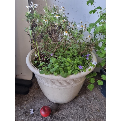 786 - A very large planter in a white finish filled with complimentary giant daisy plants.