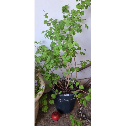 787 - A wonderful tall Viburnum rose plant in a planter with black finish.