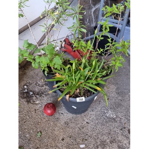 788 - Three potted flowering plants including a blue lily 