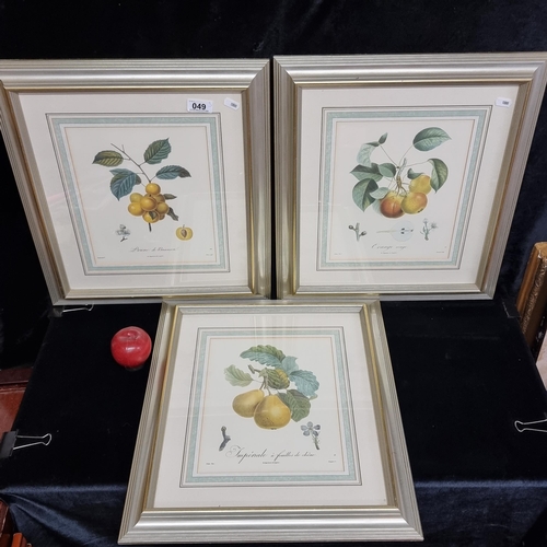 49 - Three delightful vintage prints of botanical illustrations titled 