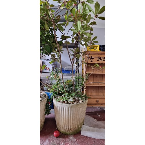 923 - Star Lot - A beautiful reeded reconstituted stone planter. Currently planted with a Japanese Photini... 