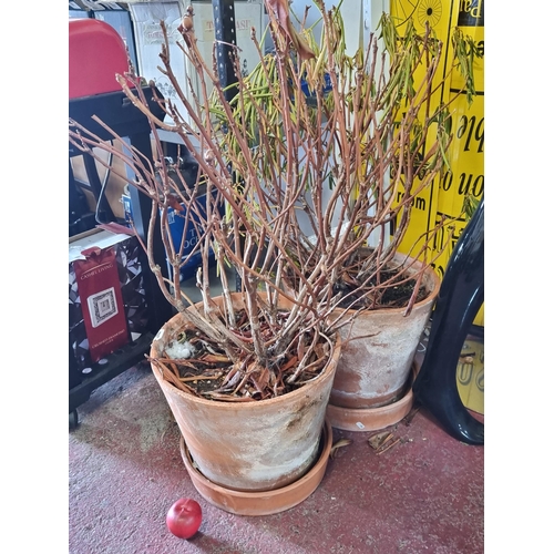 797 - A pair of large and heavy terracotta planters, each with deep drip trays. Some frost damage to one. ... 