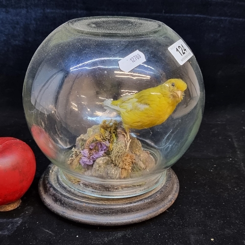 124 - A vintage taxidermy yellow budgerigar. Mounted with dried foliage on a turned Victorian base with a ... 