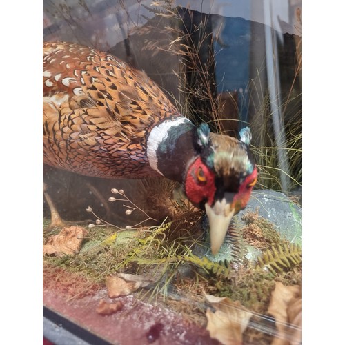 251 - Star lot : A beautiful example of a taxidermy female and male pheasant displayed in a country scene.... 