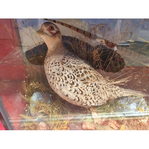 251 - Star lot : A beautiful example of a taxidermy female and male pheasant displayed in a country scene.... 