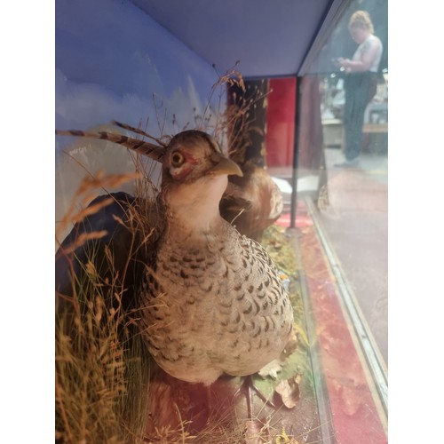 251 - Star lot : A beautiful example of a taxidermy female and male pheasant displayed in a country scene.... 