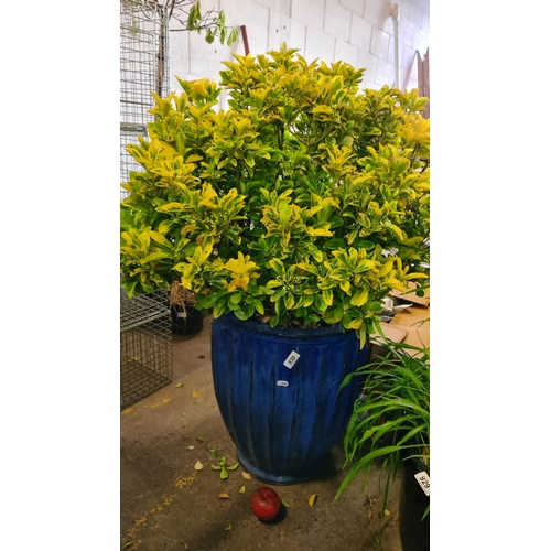 930 - A very large mature Euonymus Japonicus plant (H110cm) housed in a very large ceramic planter with a ... 