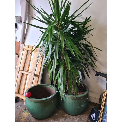 939 - Two very large and heavy ceramic planters in a forest green glaze (H39cm x D50cm). With one holding ... 