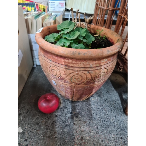 950 - A charming large terracotta planter currently planted with a Geranium plant. A good example with car... 