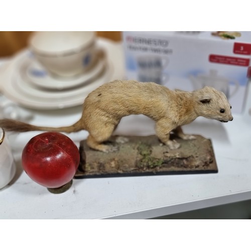 933 - A vintage taxidermy display of a weasel mounted on a rock immitation base with moss.