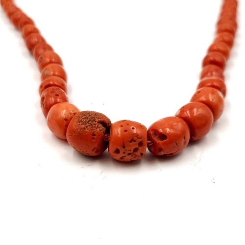 24 - A pretty example of a natural graduated red coral necklace, set with a marked 9ct gold clasp. Length... 