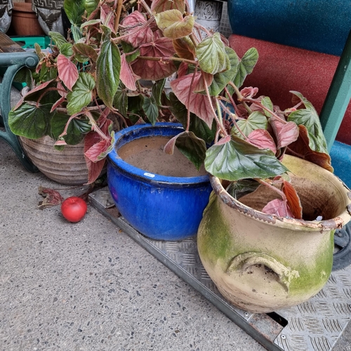 853 - Three heavy stoneware planters including a particularly nice blue glazed example. Along with a matur... 