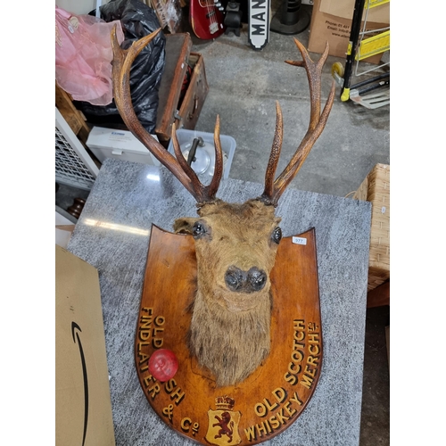 977 - Star Lot: A very impressive antique 10 point stag head taxidermy trophy mount with an impressive pai... 