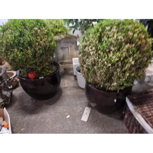 1000 - Star Lot - Two large Buxus shrubs in matching chestnut brown planters. Both large healthy mature spe... 