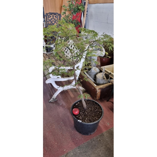 910 - A fabulous Japanese maple tree, held in a hardwearing plastic planter. Very handsome little tree wou... 