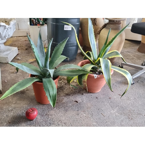 914 - Two Agave Americana cactus plants, one with lovely yellow stripes. Held in hardwearing terracotta to... 