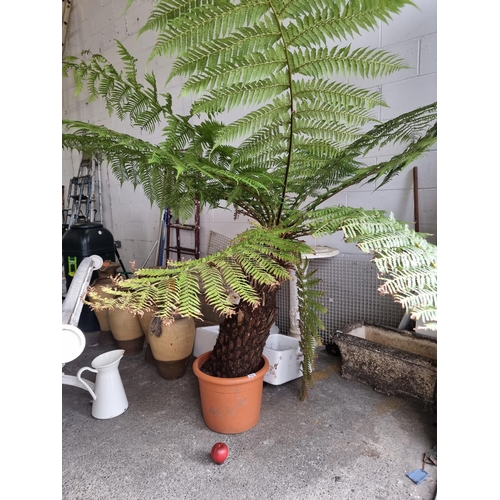 919 - Star Lot : A spectacular large tree fern plant in planter. This is a mature Dicksonia Antarctica tre... 