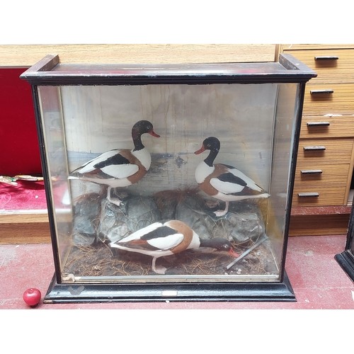 934 - Star Lot - A very large museum quality antique taxidermy display case. This incredible example featu... 