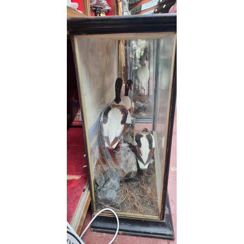 934 - Star Lot - A very large museum quality antique taxidermy display case. This incredible example featu... 