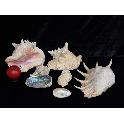 218 - Seven shells including three large conch shells, a beautiful abalone shell and a vintage example whi... 