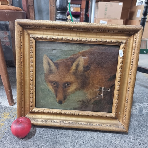 818 - Star Lot : A fantastic antique original oil on canvas painting featuring a fox with the most intense... 