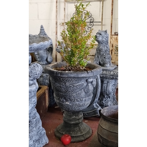 927 - A beautiful large reconstituted stone stemmed garden planter housing a Box plant. Planter H54cm and ... 