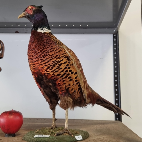 913 - A vibrant genuine taxidermy pheasant with feathers in good condition.