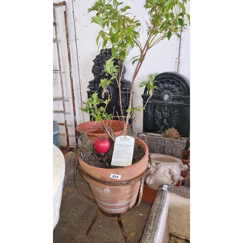 834 - A large terracotta planter held on a cast metal base. Housing a Pieris Japonica Mountain Fire. H130c... 