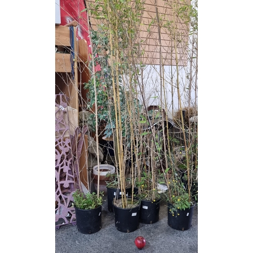 973 - Six bamboo Tall plants in plastic planters. H220cm.