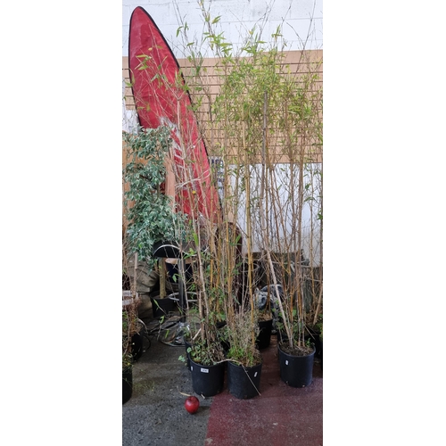 974 - Six tall bamboo plants  in plastic planters. H220cm.