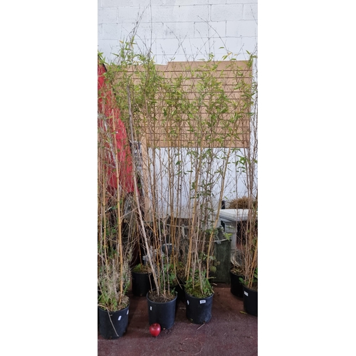 975 - Six tall bamboo plants in plastic planters. H220cm.