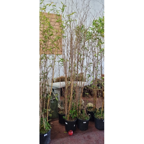 976 - Six tall bamboo plants in plastic planters. H220cm.